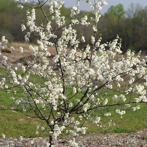 American Wild Plum - 8025A