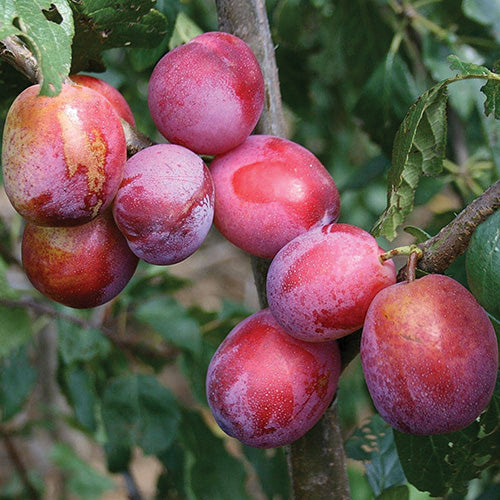 Patterson Plum
