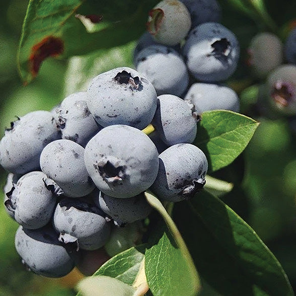 Blueberry Patriot (High Bush)