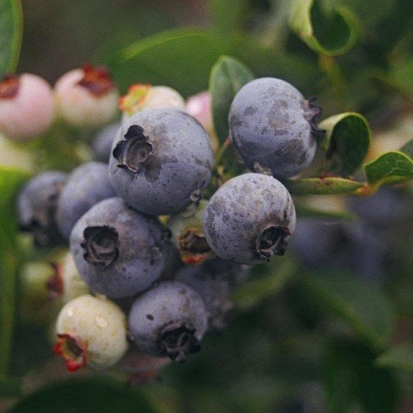 Blueberry Northland (High Bush) - 8028A