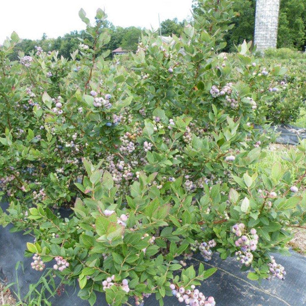 Blueberry Northland (High Bush)