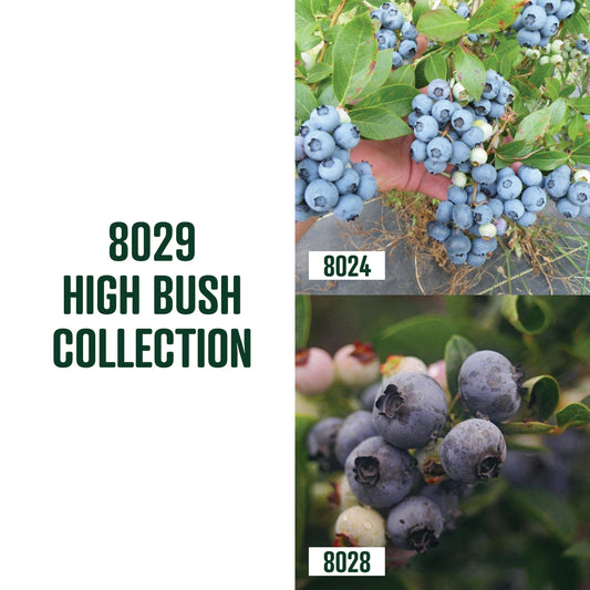 High Bush Blueberry Collection / 2 Plants