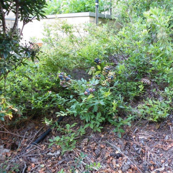 Blueberry Northblue (Low Bush) - 8030A