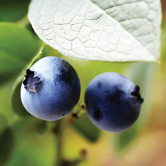 Blueberry Brunswick (Low Bush)