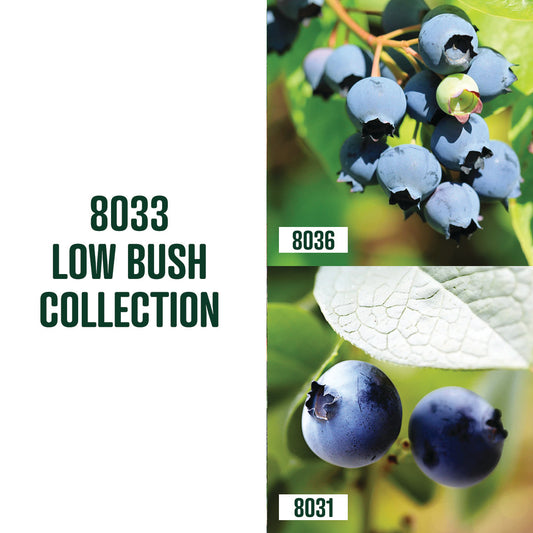Low Bush Blueberry Collection / 2 plants
