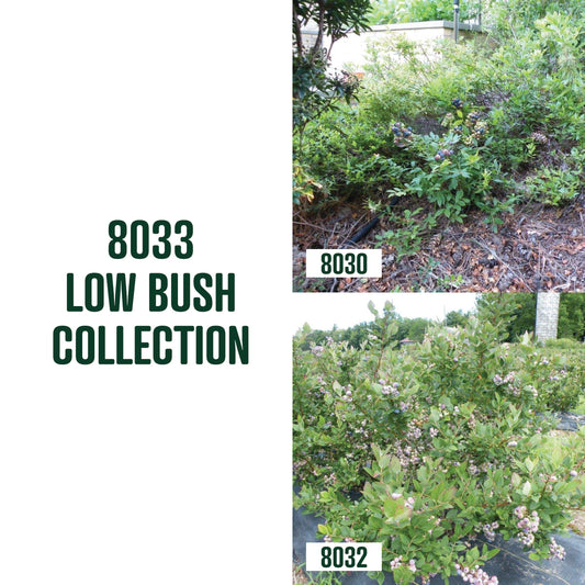 Low Bush Blueberry Collection / 2 plants
