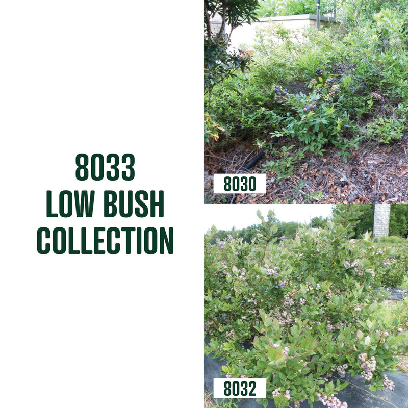 Low Bush Blueberry Collection / 2 plants