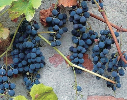 Native Grape - 8034A