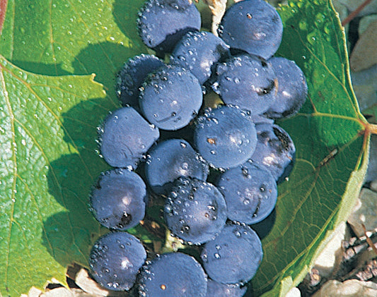 Valiant Grape - 8035A