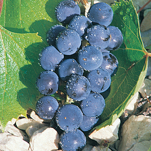 Valiant Grape