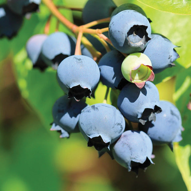 Blueberry Baby Blue (Low Bush)