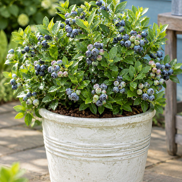 Blueberry Top Hat (Dwarf)