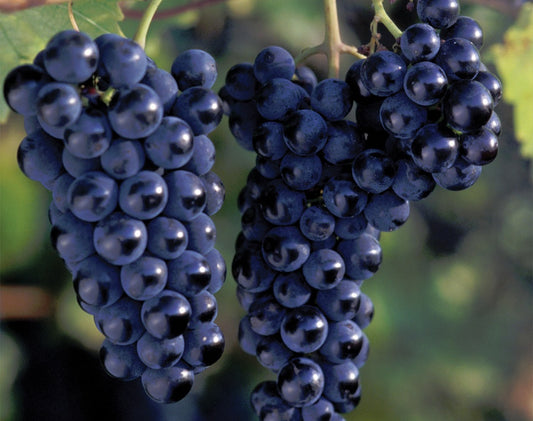 Marquette Grape - 8038A