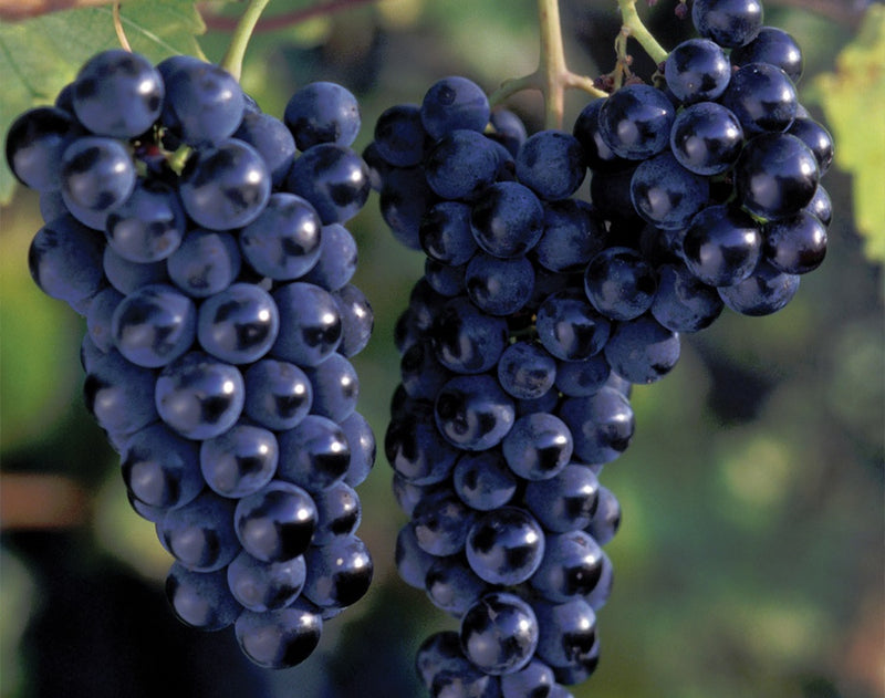 Marquette Grape - 8038A