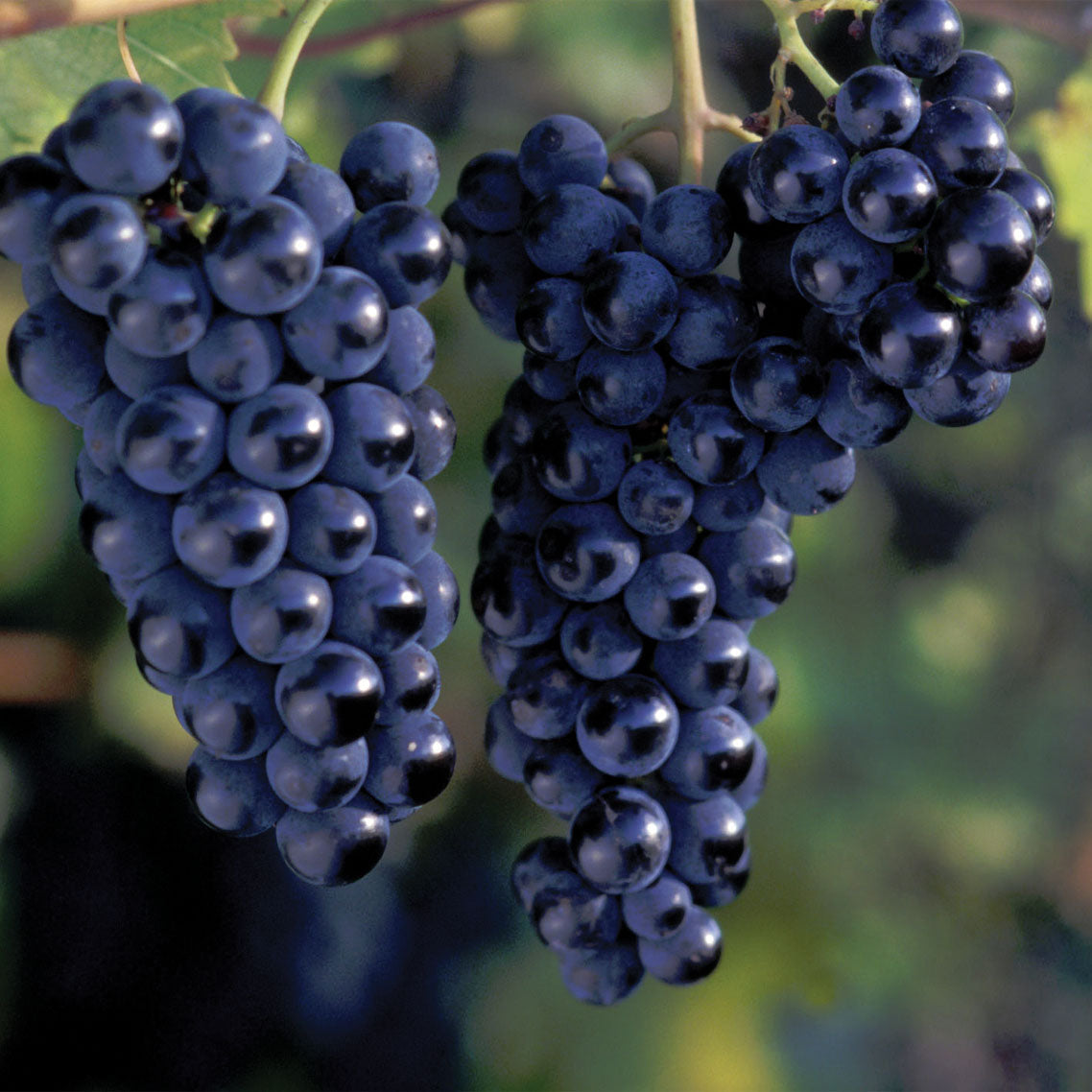 Marquette Grape - 8038A