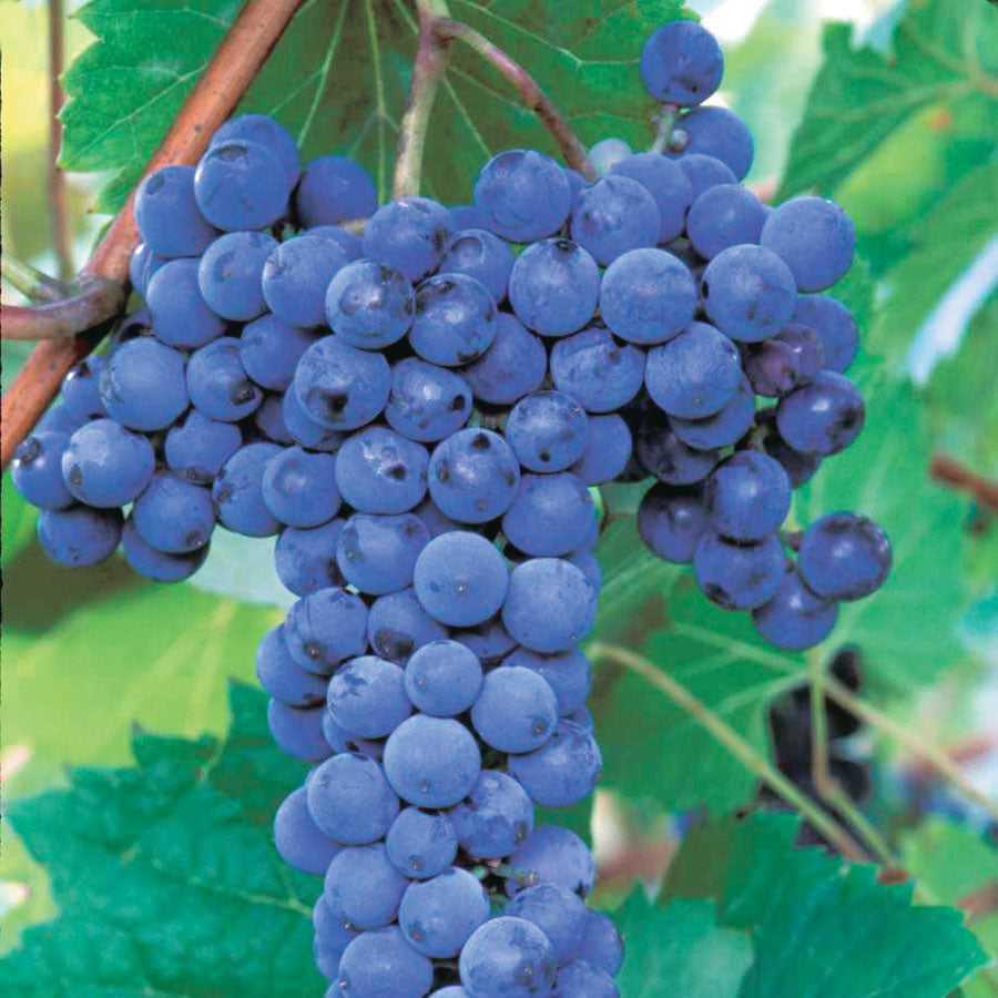 Frontenac Grape - 8039A