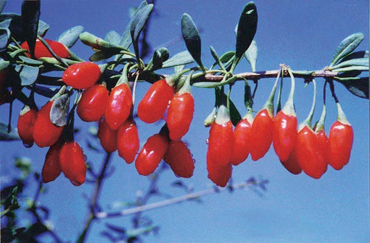 Wolfberry (Lycium) - 8040A