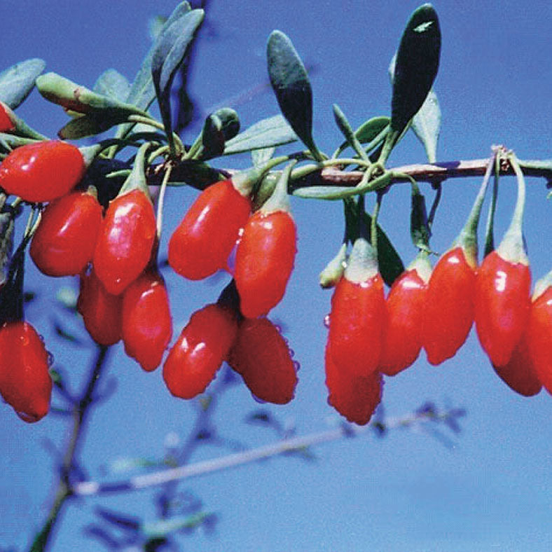 Wolfberry (Lycium) - 8040A