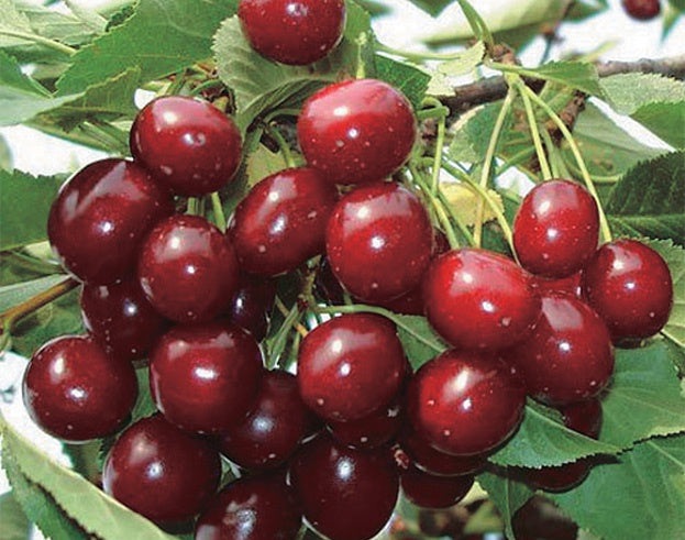 Rose Cherry - 8041A