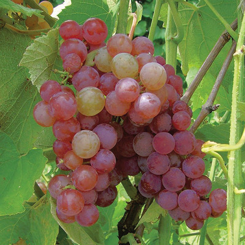 Grape Sommerset - 8042A