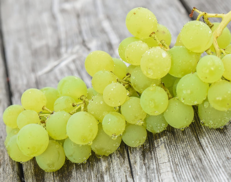 Grape Kay Gray - 8043A