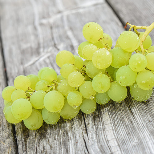 Grape Kay Gray - 8043A