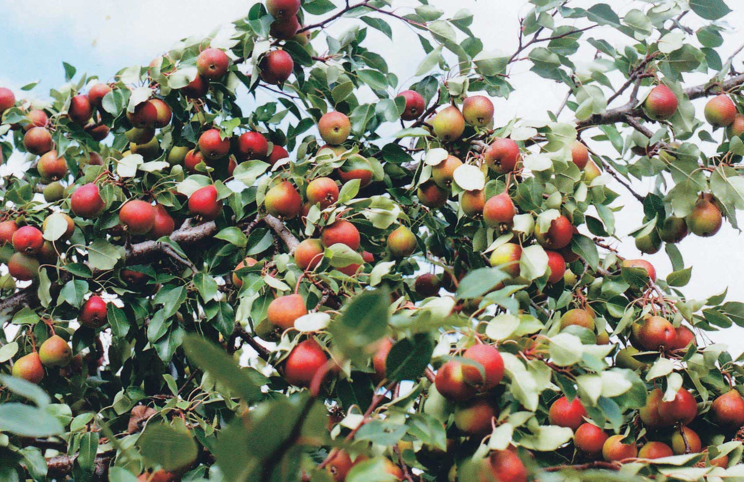 Beedle Pear Tree - 8044A