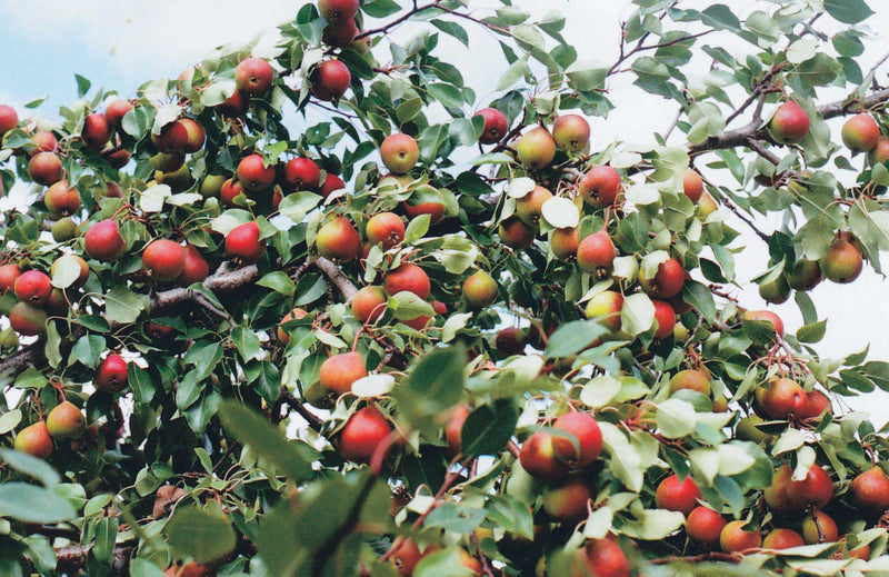 Beedle Pear Tree - 8044A