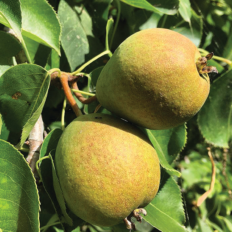 Beedle-Birnbaum