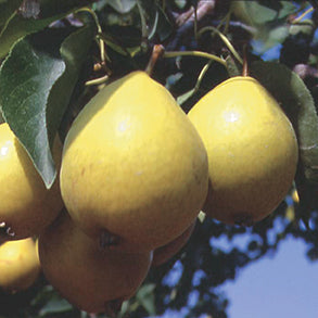 Beedle Pear Tree - 8044A