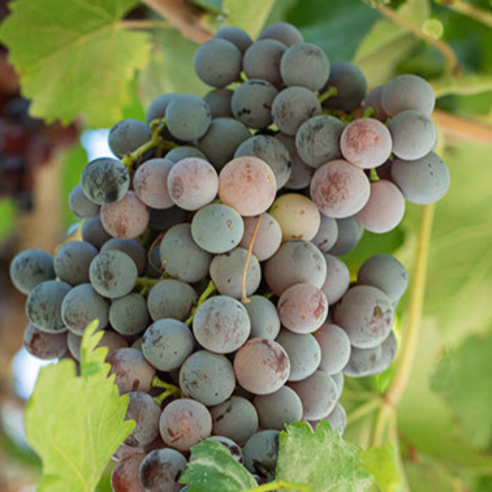 Grape Frontenac Gris - 8046A
