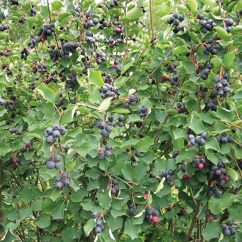 Saskatoons Smokey - 8050A