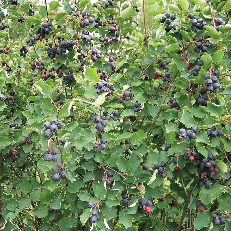 Saskatoons Smokey - 8050A