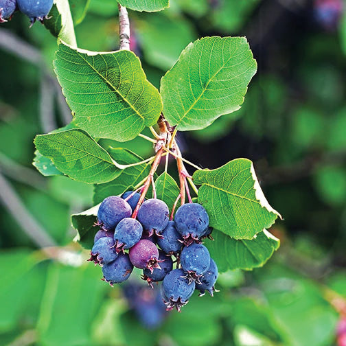 Saskatoons Thiessen