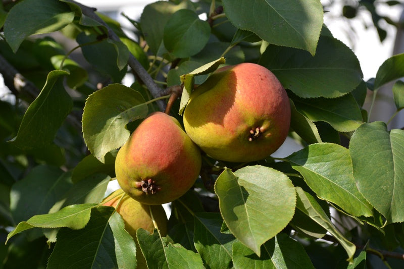 Russian Beauty Pear (Krazulya) - 8055A