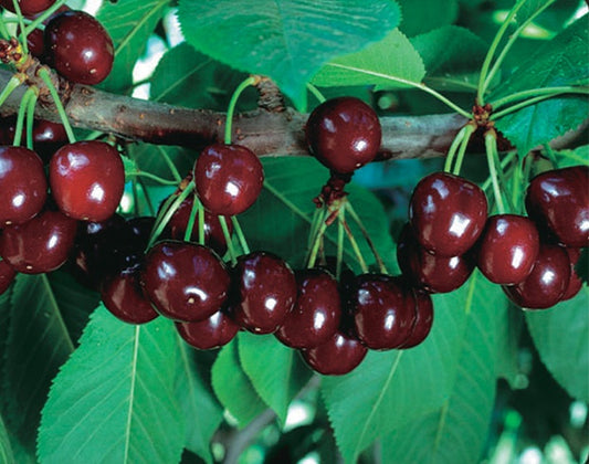 Cupid Cherry - 8056A