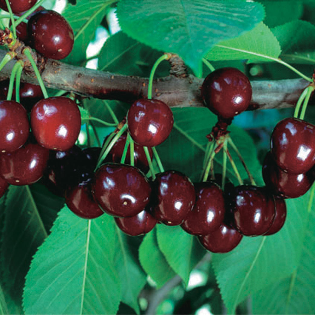 Cupid Cherry - 8056A