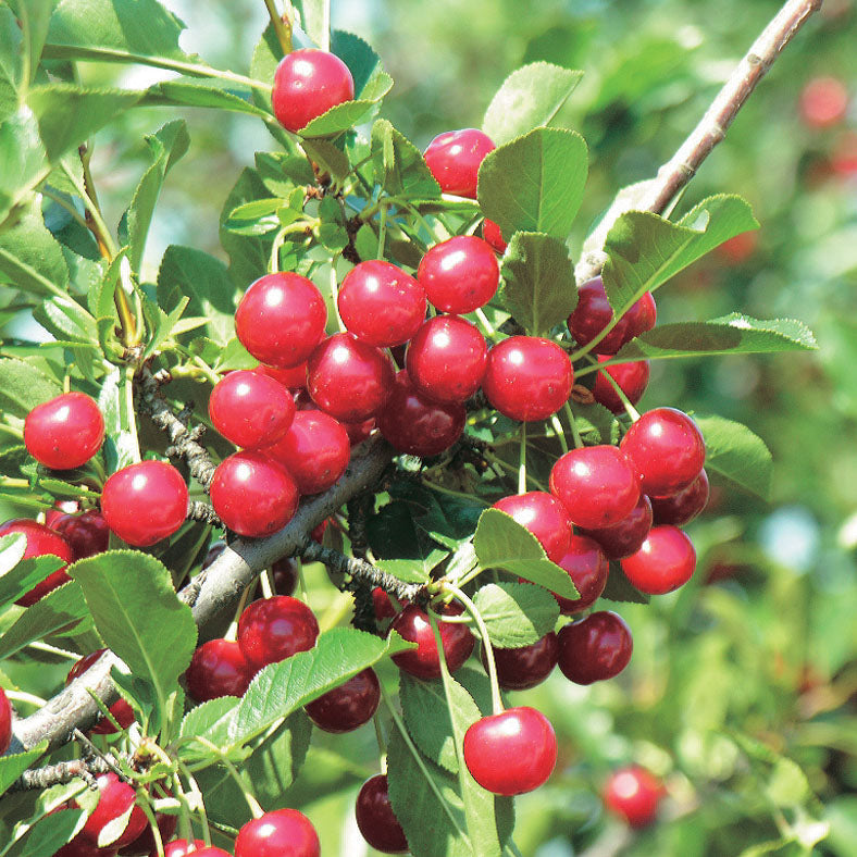 Romeo Cherry - 8058A