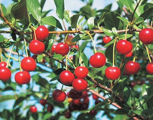 Juliet Cherry - 8059A