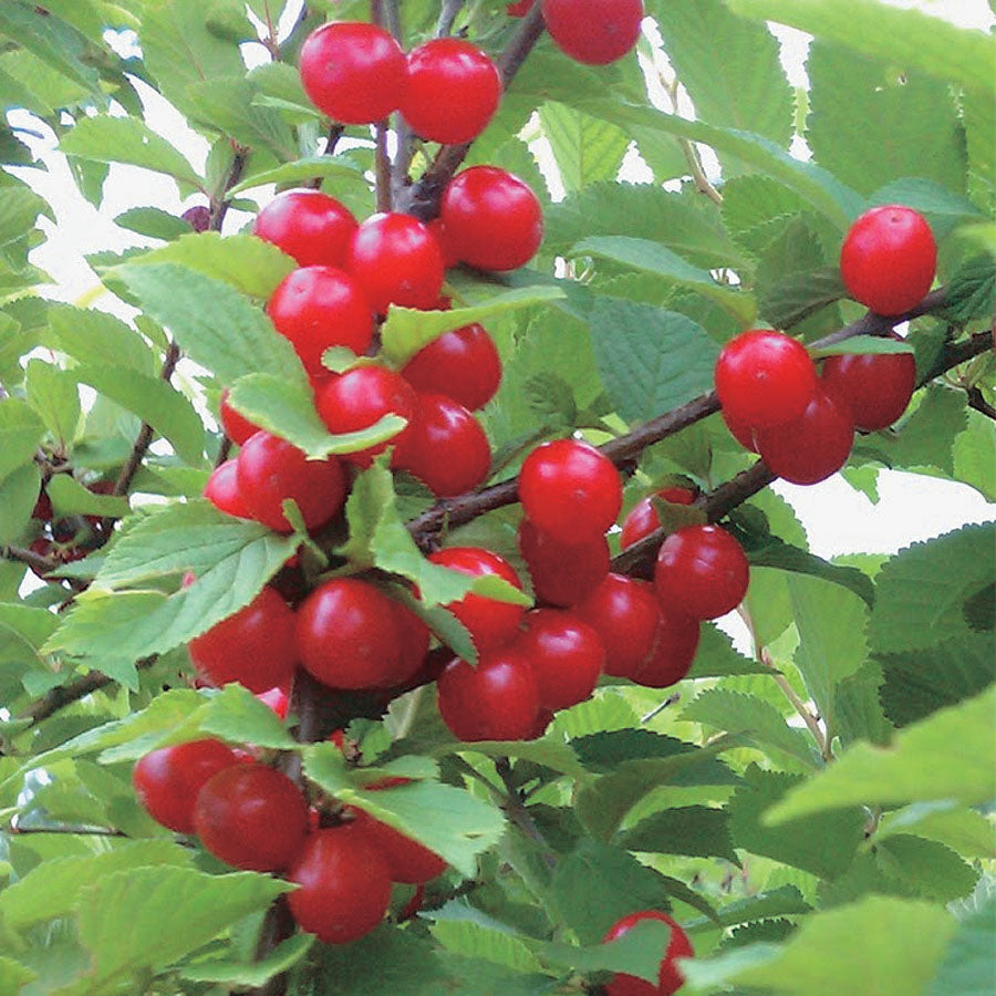 Nanking Cherry Windbreak - 8063A