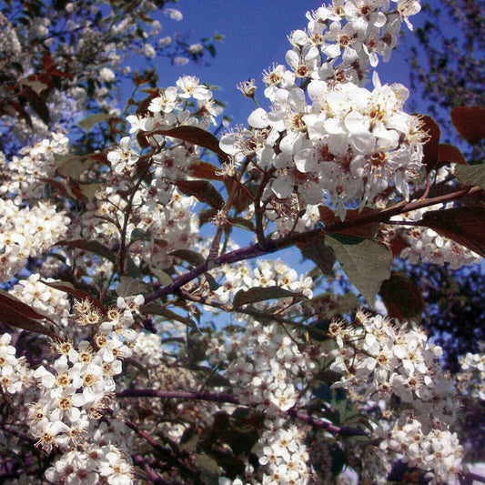 Chokecherry Robert