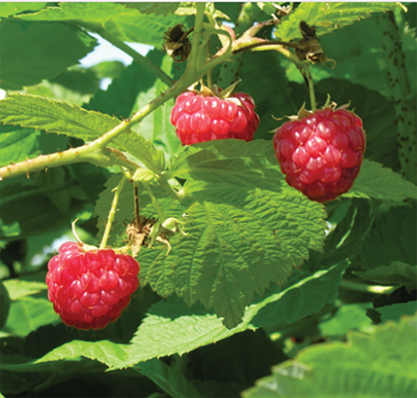 Raspberry Killarney - 8068A