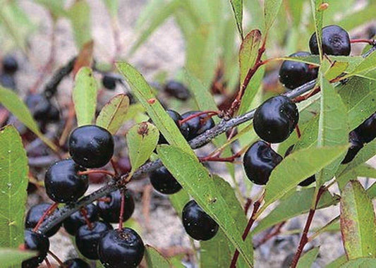 Sand Cherry Windbreak - 8070A