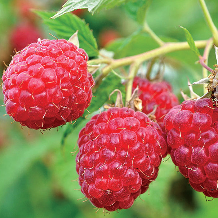Raspberry Pathfinder - 8071A