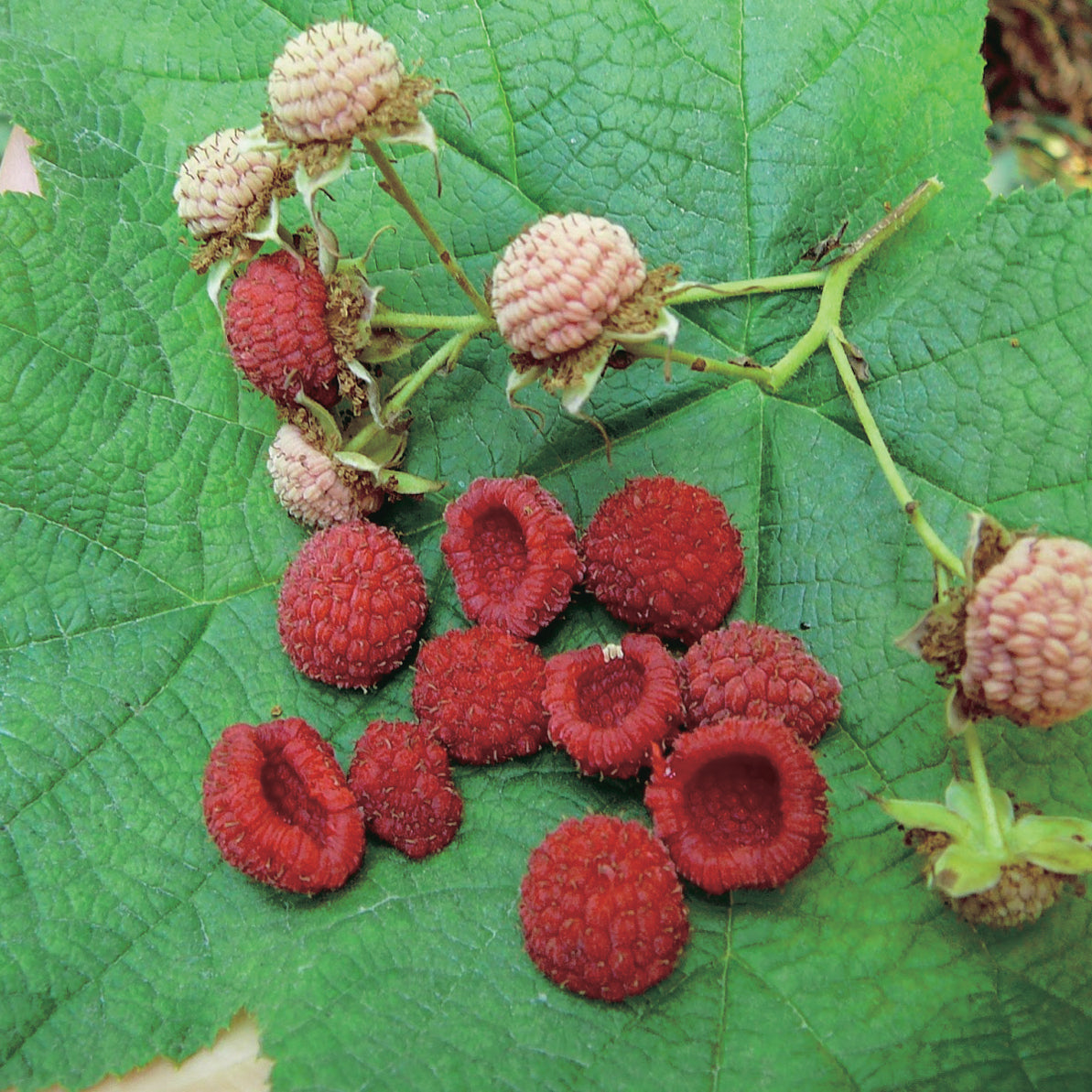 Thimbleberry - 8072A