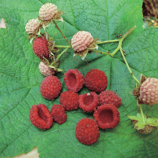 Thimbleberry - 8072A