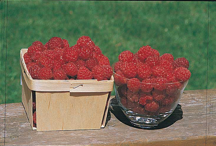 Raspberry Boyne Plants - Hardy Zone 2 | T&T Seeds