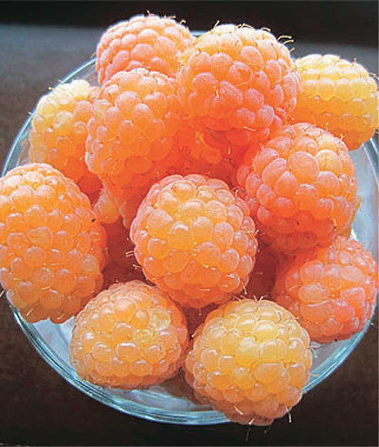 Raspberry Honey Queen (Regular Cane) - 8074A