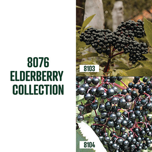 Elderberry Collection / 2 plants