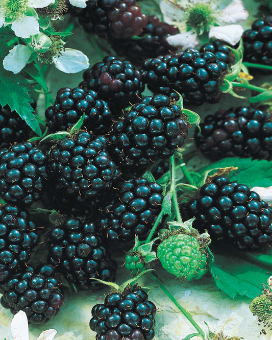 Blackberry Chester - 8078A